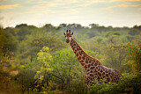 Image. Kapgiraffe