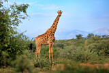 Image. Kapgiraffe