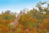 Image. Kapgiraffe