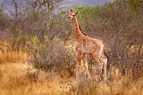 Image. Kapgiraffe