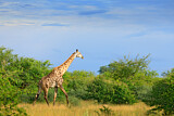 Image. Kapgiraffe