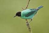 Image. Kappennaschvogel