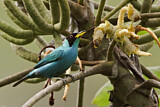 Image. Kappennaschvogel