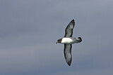 Image. Kapsturmvogel