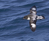 Image. Kapsturmvogel