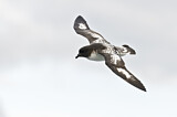 Image. Kapsturmvogel