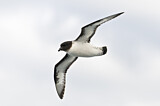 Image. Kapsturmvogel