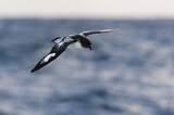 Image. Kapsturmvogel