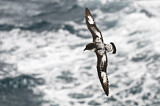 Image. Kapsturmvogel