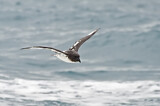 Image. Kapsturmvogel