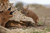 Image. Karakal