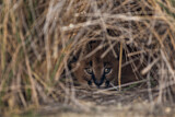 Image. Karakal