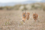 Image. Karakal