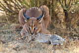 Image. Karakal