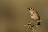 Image. Karoo-Langschnabellerche