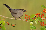 Image. Katzenvogel