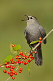 Image. Katzenvogel