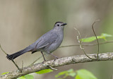 Image. Katzenvogel