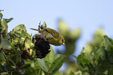 Image. Kauai-Akepakleidervogel