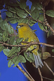 Image. Kauai-Akepakleidervogel