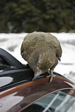 Image. Kea