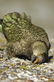 Image. Kea