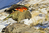 Image. Kea