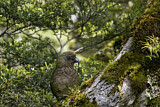 Image. Kea