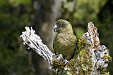 Image. Kea