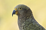 Image. Kea