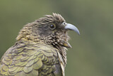 Image. Kea