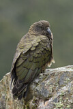 Image. Kea