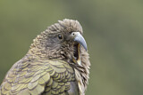 Image. Kea