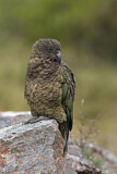 Image. Kea