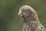 Image. Kea