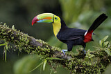 Image. Keel-billed Toucan
