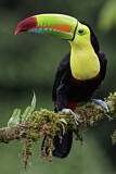 Image. Keel-billed Toucan