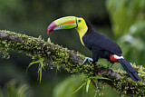 Image. Keel-billed Toucan