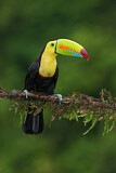 Image. Keel-billed Toucan