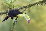 Image. Keel-billed Toucan