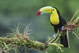 Image. Keel-billed Toucan