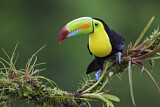 Image. Keel-billed Toucan