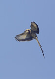 Image. Kehlband-Schleppentyrann