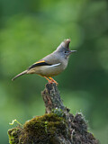 Image. Kehlstreifenyuhina