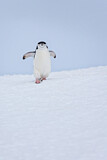 Image. Kehlstreifpinguin