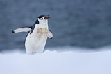Image. Kehlstreifpinguin