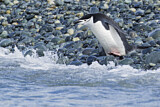Image. Kehlstreifpinguin