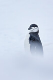 Image. Kehlstreifpinguin