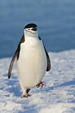 Image. Kehlstreifpinguin