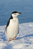 Image. Kehlstreifpinguin